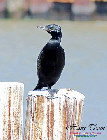 Neotropic Cormorant 3