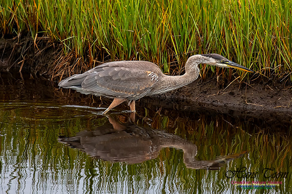 Great Blue Heron 213