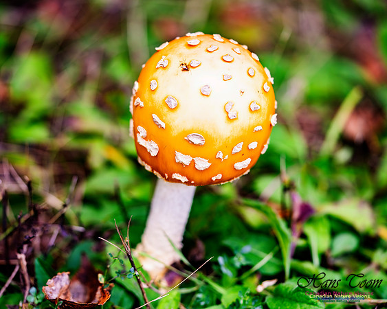 Fungus Walk In the Woodland 105