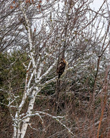 Broad-winged Hawk