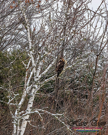 Broad-winged Hawk 150