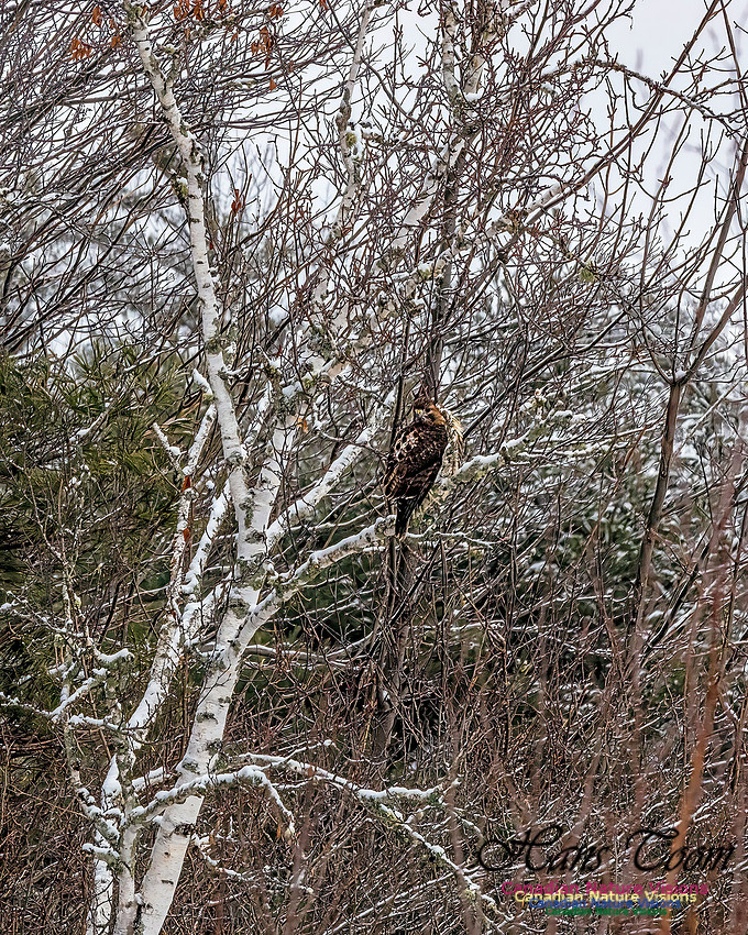 Broad-winged Hawk 150