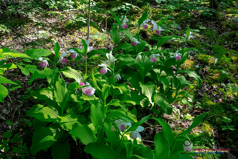 Showy Lady's Slipper Orchid 333