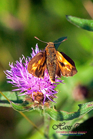 Long Dash Skipper