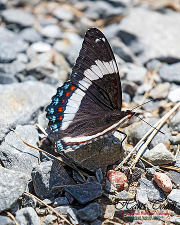 White Admiral 103