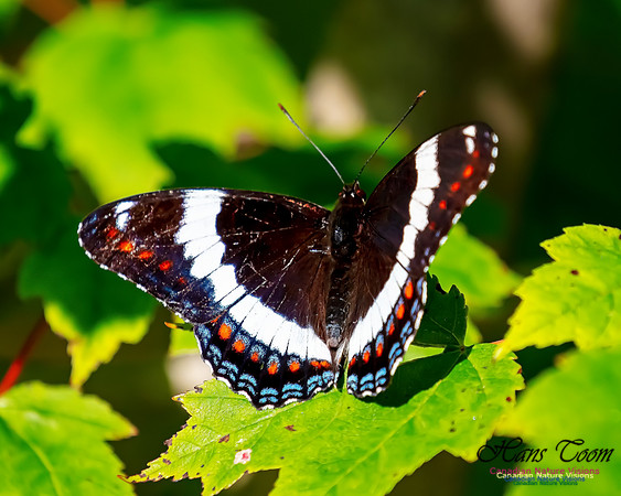 White Admiral 104