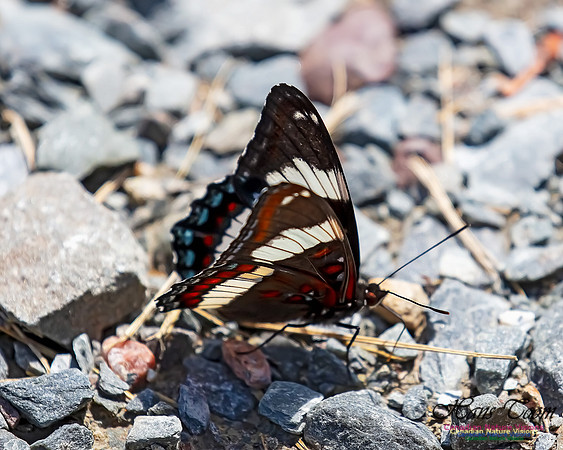 White Admiral 102