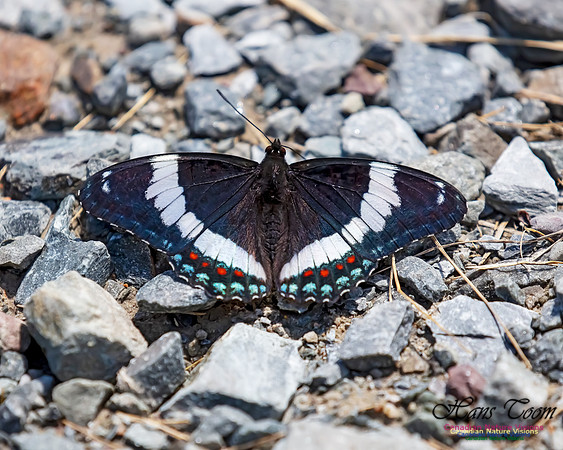 White Admiral 100