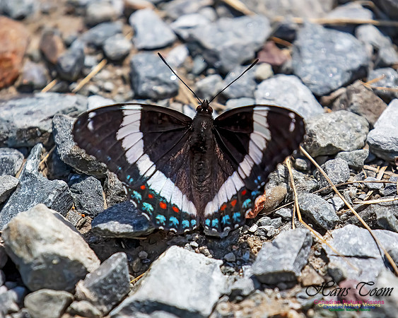White Admiral 101