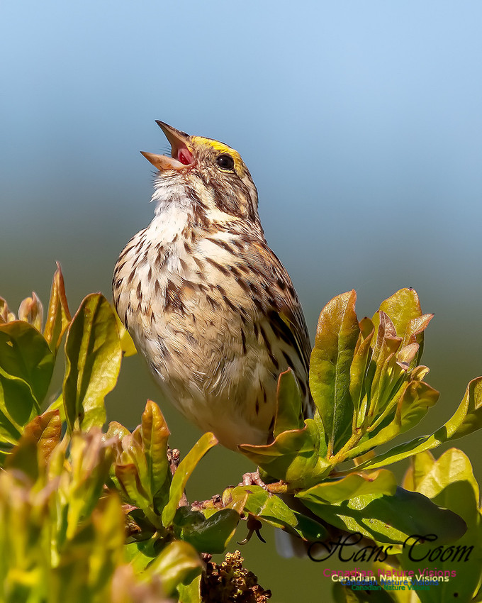 Savannah Sparrow 106