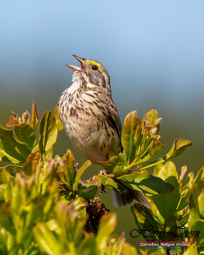 Savannah Sparrow 105