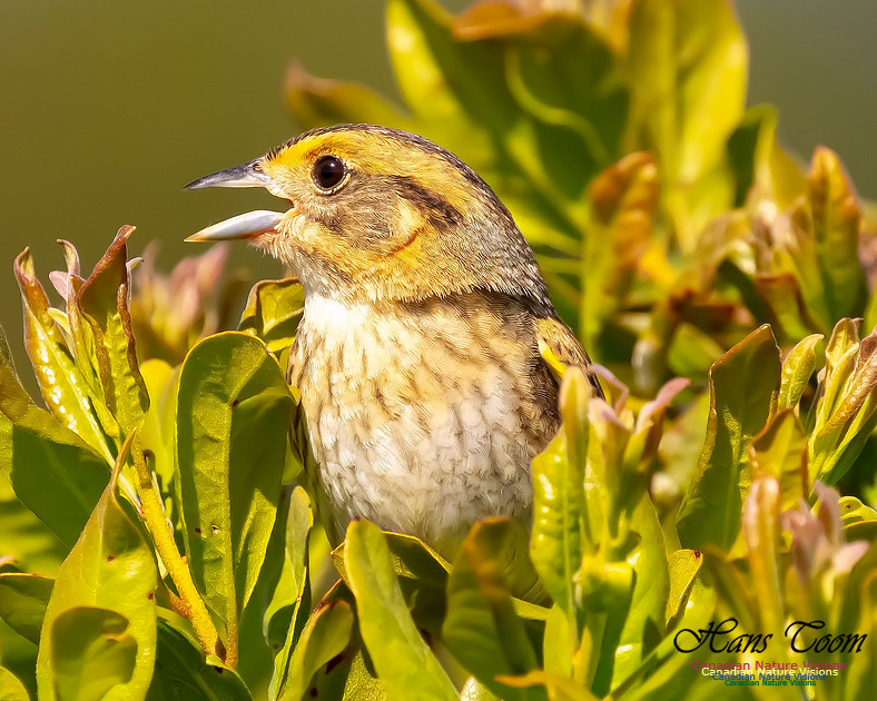 Nelson's Sparrow 119