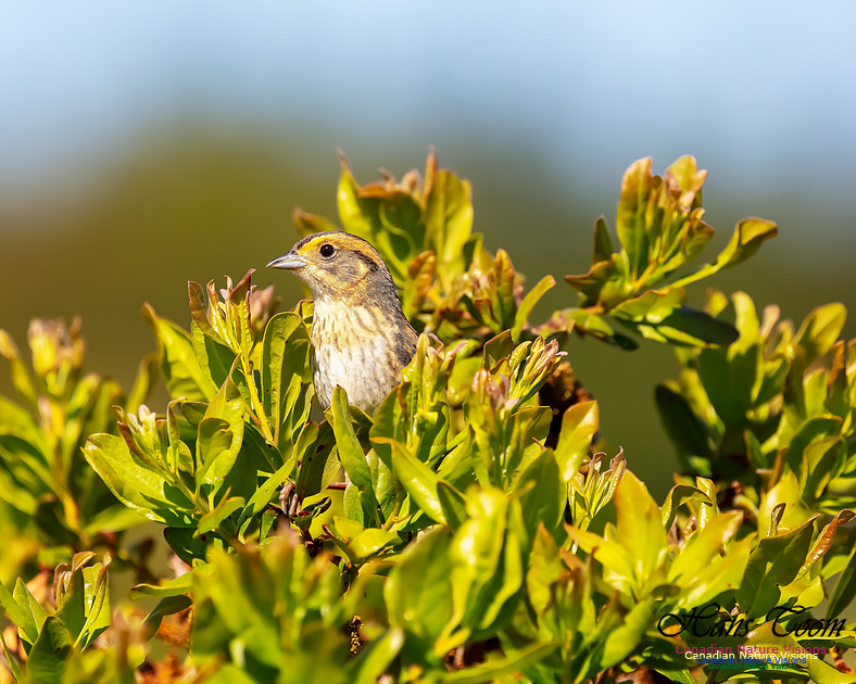 Nelson's Sparrow 117