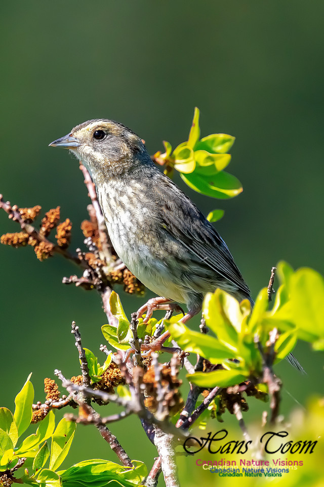 Nelson's Sparrow 111