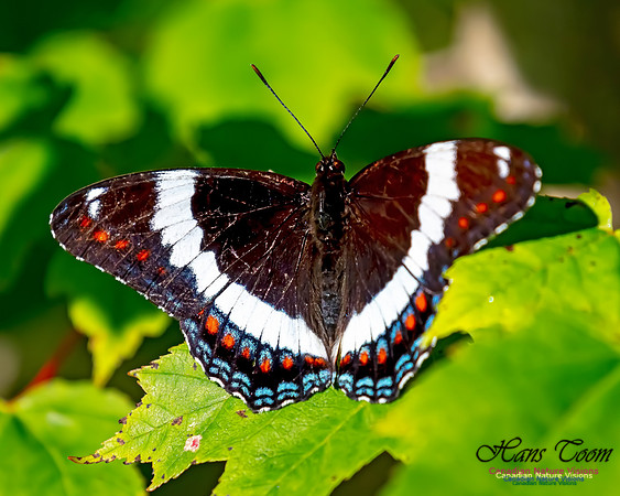 White Admiral 108