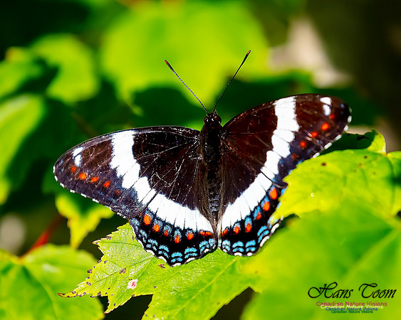 White Admiral 107