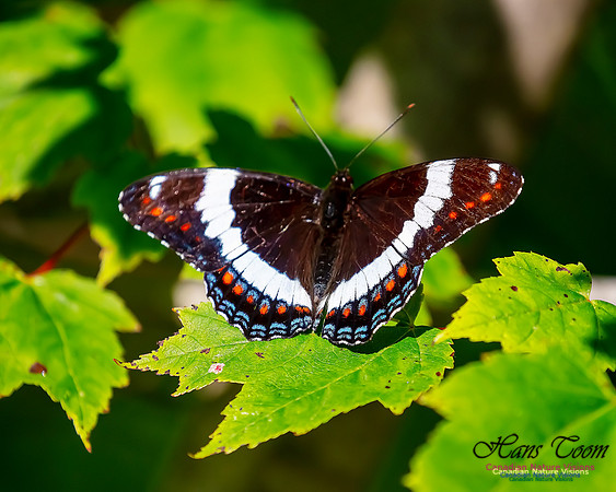White Admiral 106