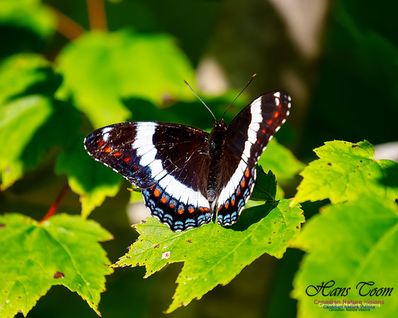 White Admiral 105