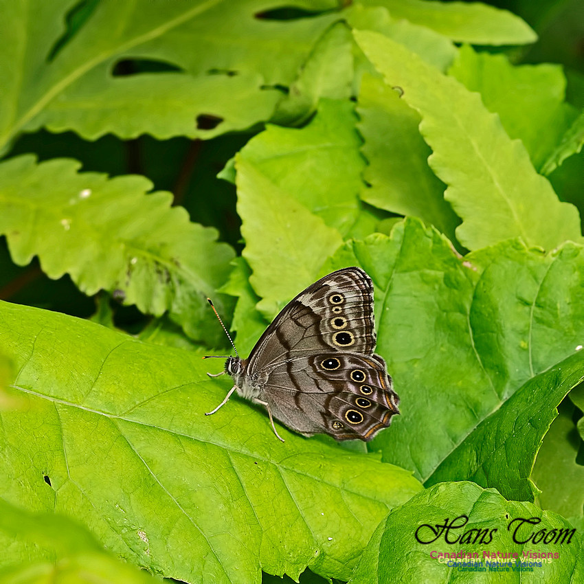 Northern Pearly Eye 100