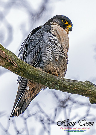 Peregrine Falcon 453