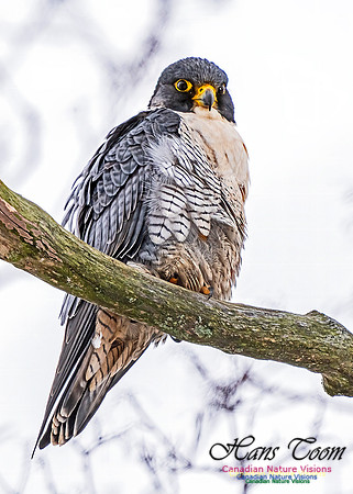 Peregrine Falcon 452