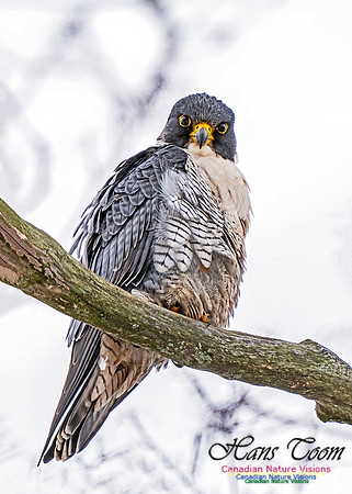 Peregrine Falcon 455