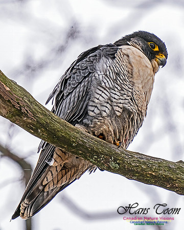 Peregrine Falcon 456