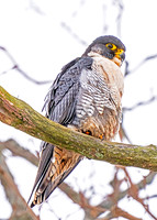 Peregrine Falcon