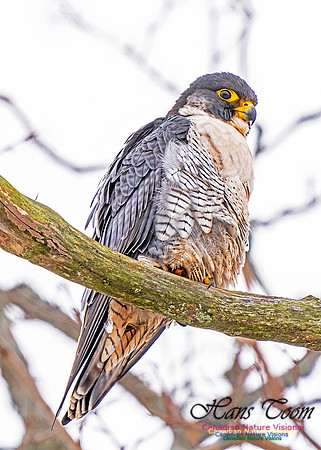 Peregrine Falcon 450