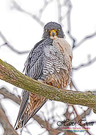 Peregrine Falcon 451