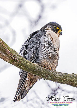 Peregrine Falcon 454