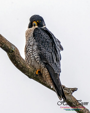 Peregrine Falcon 603