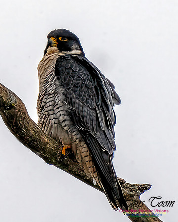 Peregrine Falcon 602