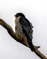 Peregrine Falcon 2