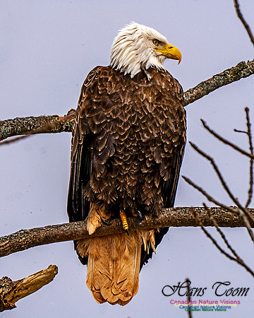 Bald Eagle 302