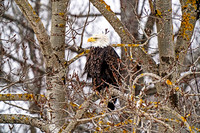 Bald Eagles