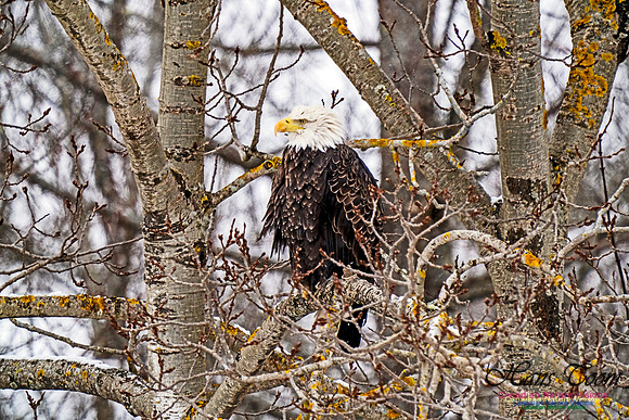 Bald Eagle 300