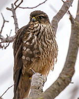 Sharp-shinned Hawk