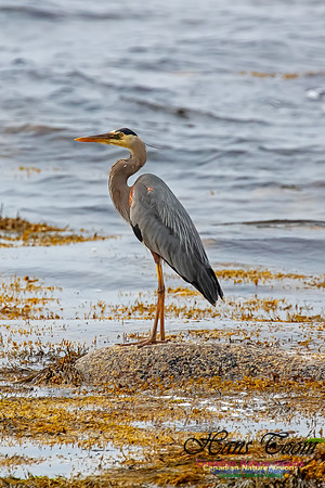 Great Blue Heron 209