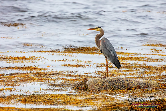Great Blue Heron 208