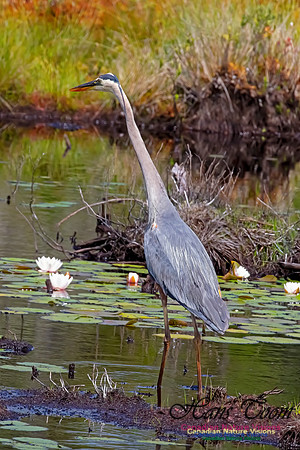 Great Blue Heron 206