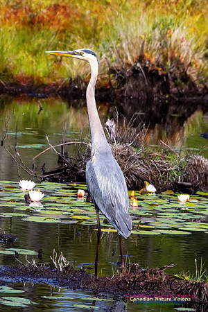 Great Blue Heron 205