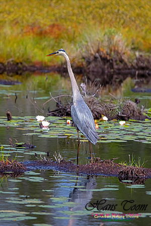 Great Blue Heron 201