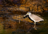 Yellow-crowned Night Heron