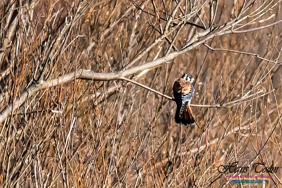 American Kestrel