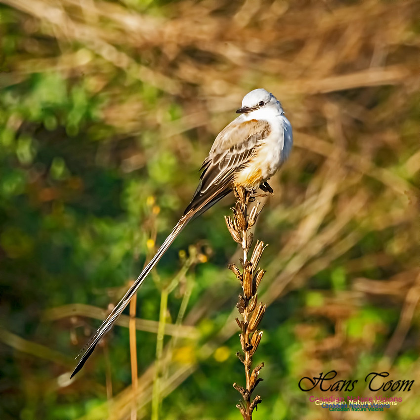 Sissor-tailed Flycatcher 107