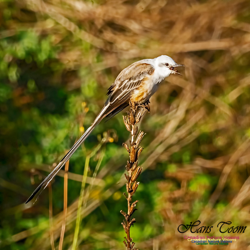 Sissor-tailed Flycatcher 106