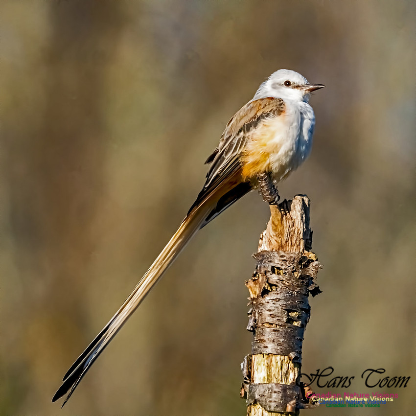 Sissor-tailed Flycatcher 104