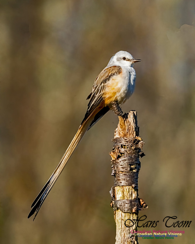 Sissor-tailed Flycatcher 103