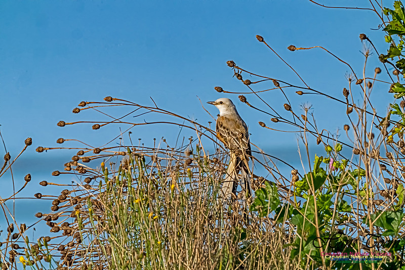 Sissor-tailed Flycatcher 105